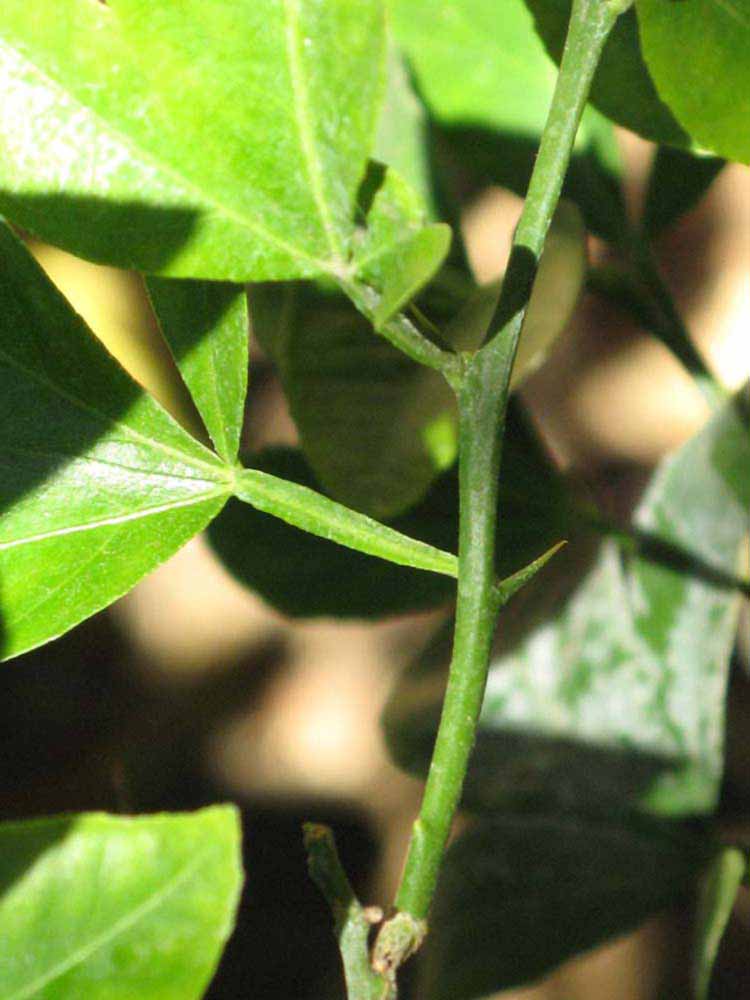            First year twig (Riverside, CA)   